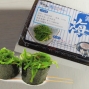 藍(lán)鰭金槍魚白領(lǐng)禮盒