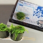 藍鰭金槍魚合家歡禮盒